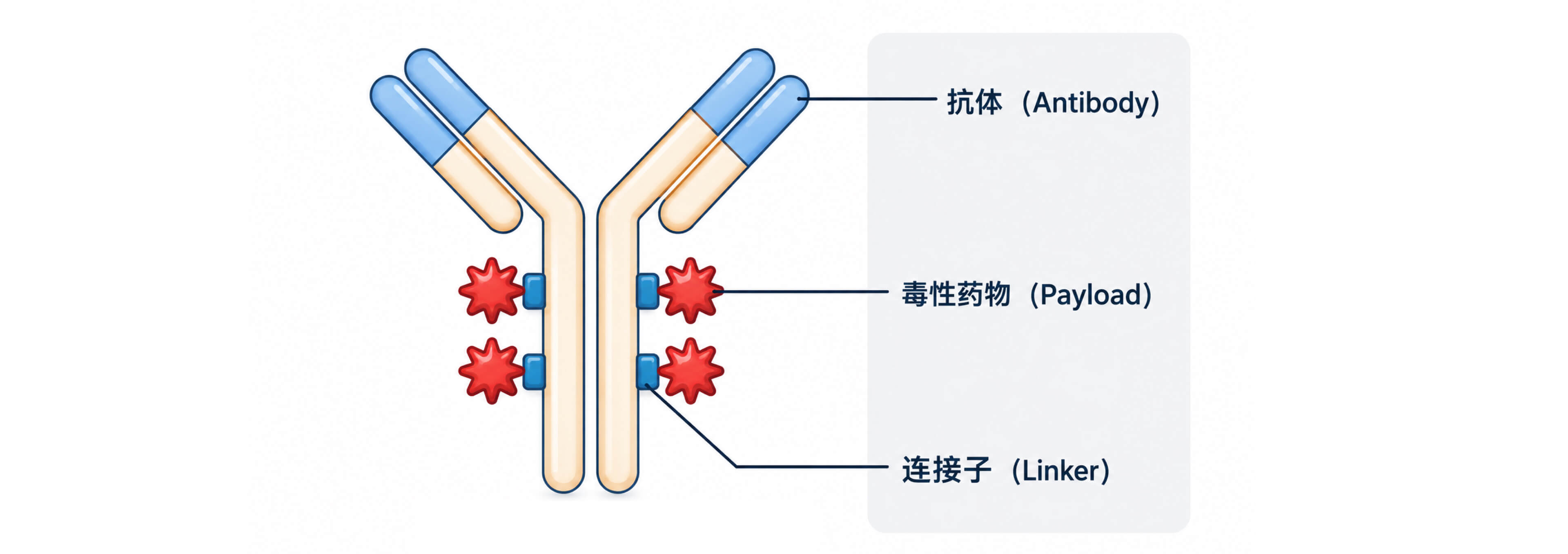 ADC药物DAR值分析@2x.jpg