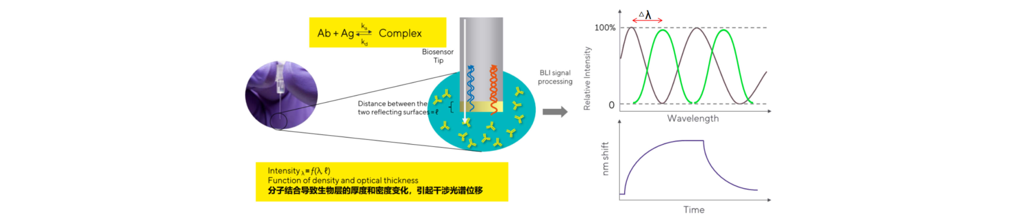 生物膜干涉检测（BLI）检测.jpg