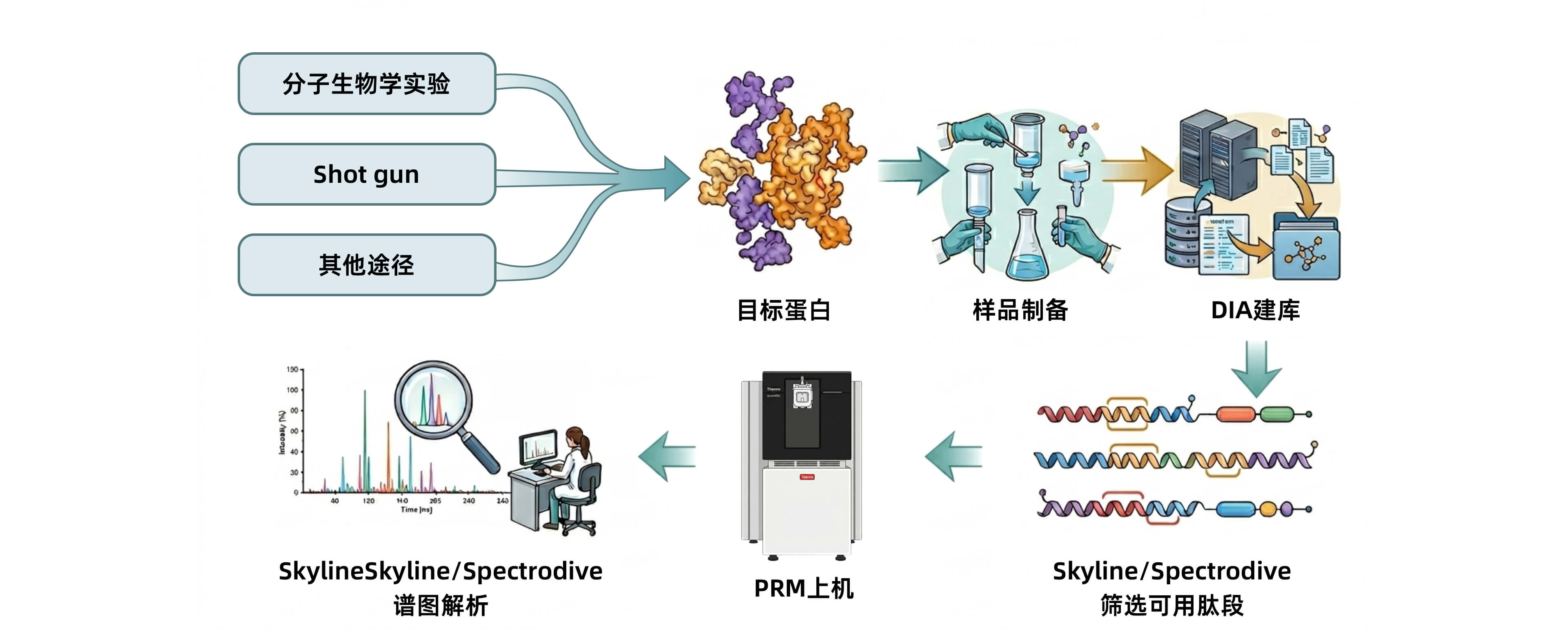 PRM靶向定量蛋白组学@2x.jpg